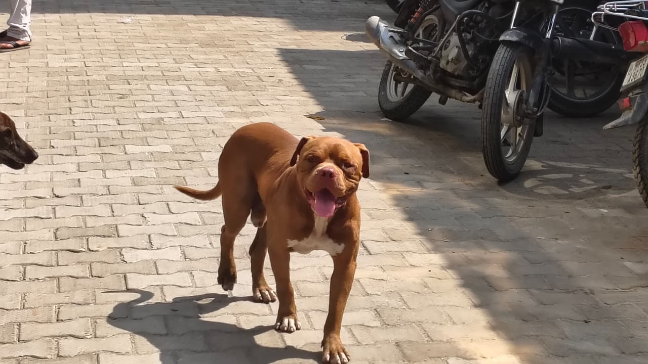 कुत्ते के आतंक से महिला समेत 3 लोग घायल