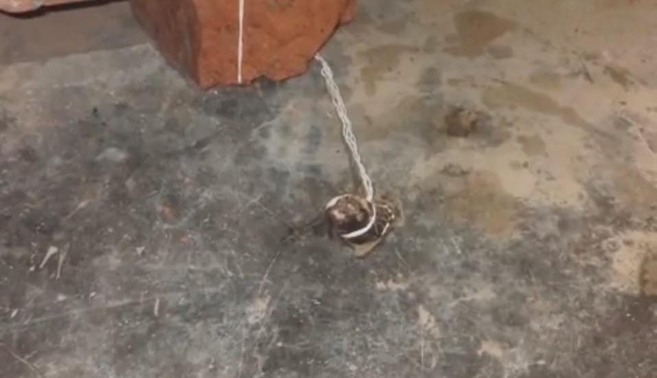 घर में सांप भगाने के दौरान युवक को डंसा, एम्स में चल रहा इलाज